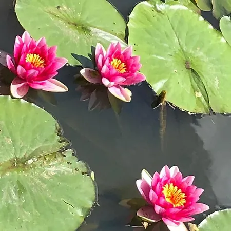 Machowino W Dolinie Nad Stawem 公寓 *