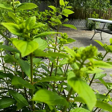 Machowino W Dolinie Nad Stawem 公寓