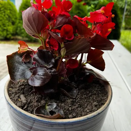 Machowino W Dolinie Nad Stawem 乌斯特卡