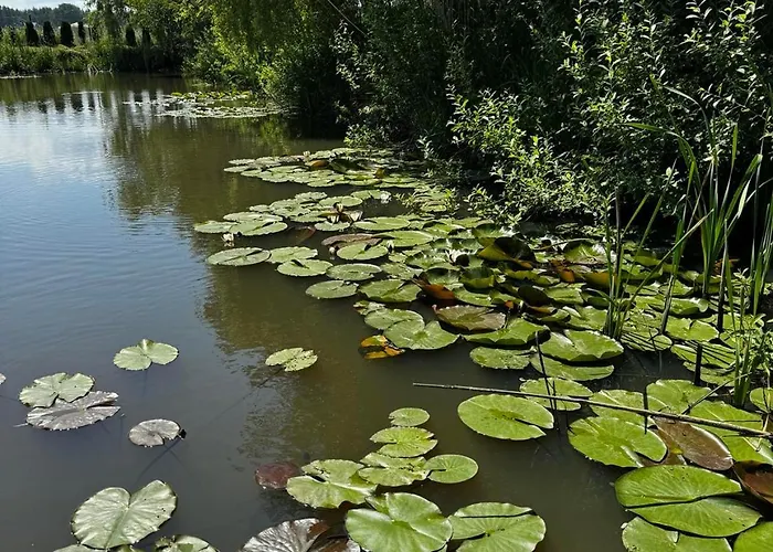 Machowino W Dolinie Nad Stawem *