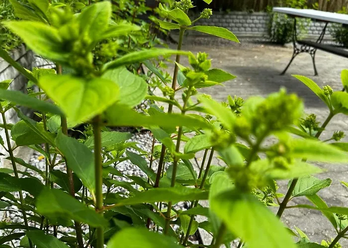 Machowino W Dolinie Nad Stawem Appartement